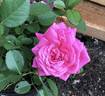 Ajnda™ rose photo
