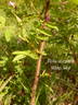 <i>Rosa acicularis</i> subsp. <i>sayi</i> rose photo