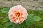 Ellen ® rose photo