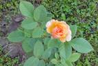 Ellen ® rose photo