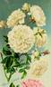 Manda's Triumph rose photo