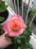 Cutie Pie ™ rose photo