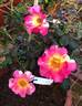 Citrus Splash ™ rose photo