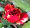 Bigoudi rose photo