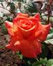 Dronning Ingrid™ rose photo