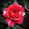Bigoudi rose photo