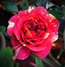 Bigoudi rose photo
