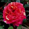 Bigoudi rose photo