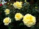 Aperitif ® rose photo