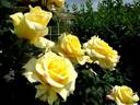 Aperitif ® rose photo