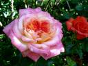 Laurent Voulzy rose photo