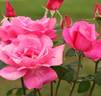 Friendship rose photo