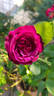 Purple Breeze ® rose photo
