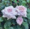 Sweet Moon rose photo