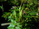 L56Min2TT rose photo