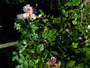 L56Min2TT rose photo
