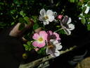L56Min2TT rose photo