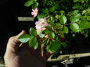 L56Min2TT rose photo