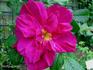 Souvenir de Pierre Leperdrieux rose photo