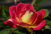 Over the Rainbow rose photo