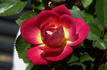 Over the Rainbow rose photo