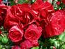 Cadenza rose photo