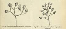 R. polyantha Hort. rose photo