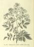 R. polyantha Hort. rose photo