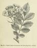 R. polyantha Hort. rose photo