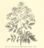 <i>Rosa intermedia</i> Carr. rose photo