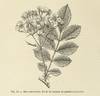<i>Rosa intermedia</i> Carr. rose photo