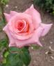 Esther Geldenhuys rose photo
