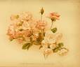 Pâquerette rose photo