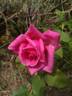 June Park rose photo