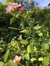 <i>Rosa setigera</i> f. <i>serena</i> Palm. et Steyerm. rose photo
