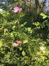 <i>Rosa setigera</i> f. <i>serena</i> Palm. et Steyerm. rose photo