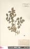R. polyantha Hort. rose photo