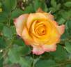 Fire Lady rose photo