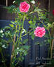 Pink Intuition rose photo