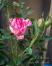 Pink Intuition rose photo