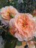 Queen Nefertiti rose photo