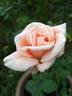 Mrs. T. J. English rose photo