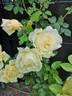 Big Ben rose photo