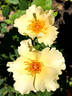 Dairy Maid rose photo