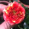 Bigoudi rose photo