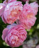 Charles Rennie Mackintosh rose photo