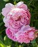 Charles Rennie Mackintosh rose photo