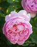Charles Rennie Mackintosh rose photo
