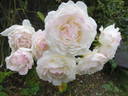 André Brichet rose photo