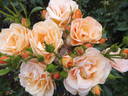 Portorož rose photo